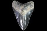 Serrated, Fossil Megalodon Tooth - Glossy, Grey Enamel #86068-1